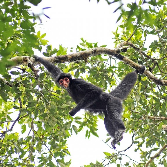 ADriano Gambarini Guiana Spider Monkey 600px