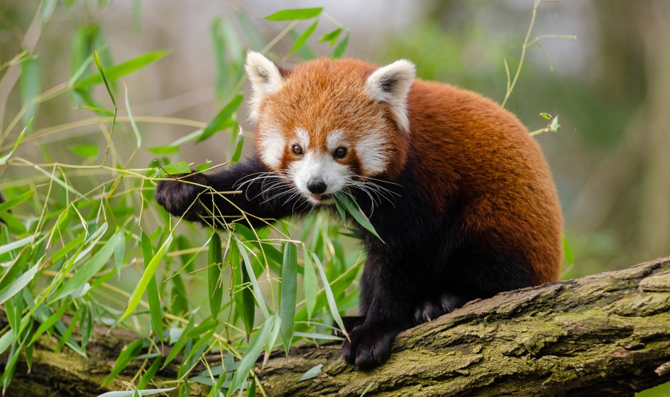 Pixabay Pexels red panda