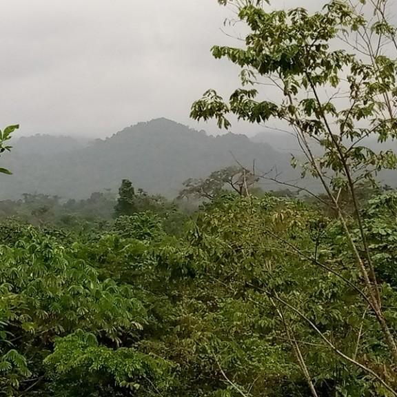 View of Bakingili Community Forest 600px