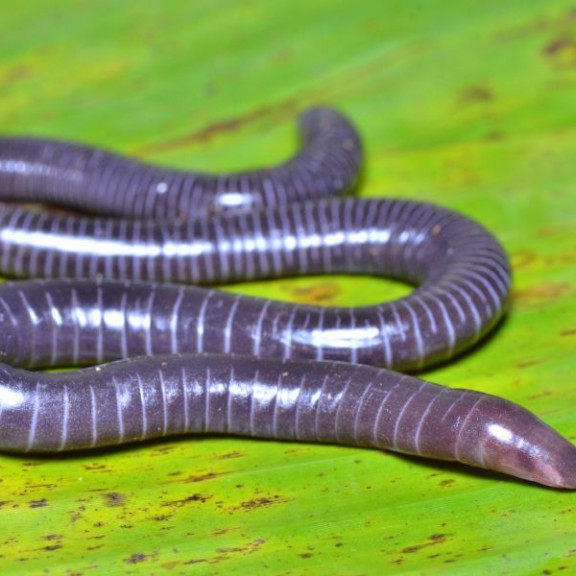 2024 83A Gegeneophis danieli 1  c Vishal Kumar Prasad 600