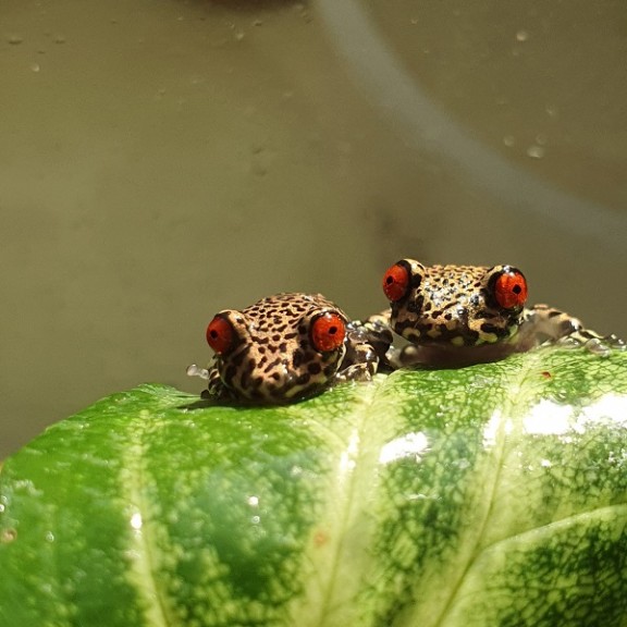 2024 82A Individuals of Nyctimantis pomba from the ex situ reproduction programVitoria Menezes 600px