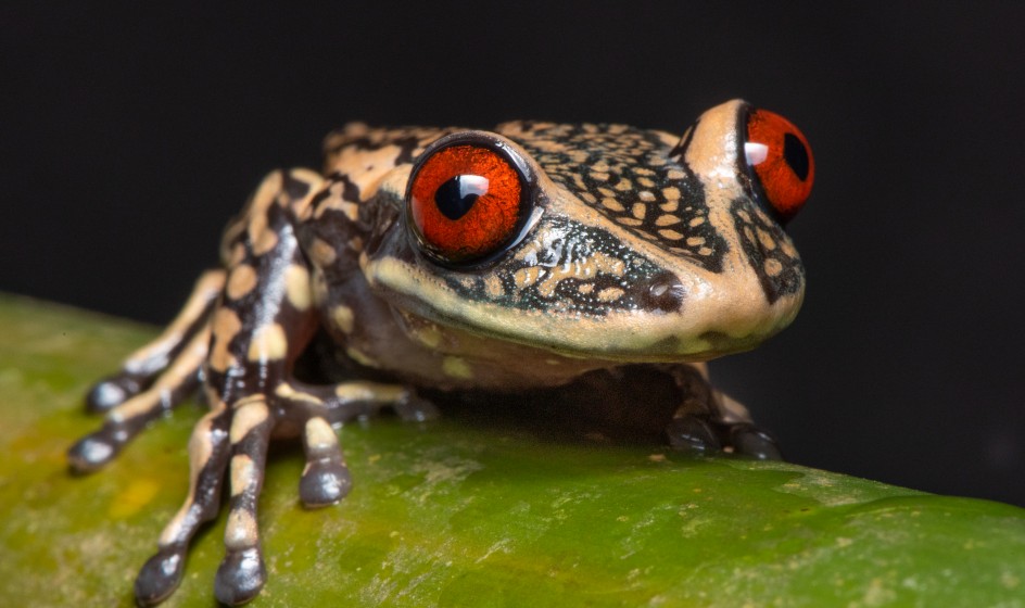 2024 82A Nyctimantis pombaPedro Peloso