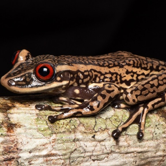 Pedro Peloso DoTs Caxiuana AB1 1226 January 10 2019 600px
