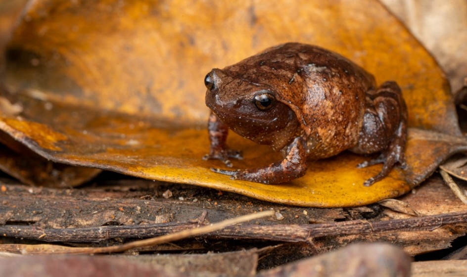 2024 85A Plethodontohyla bipunctata 01cVincent Kraneis 1024px