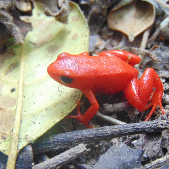 Golden Mantella frog by Raphali 800px