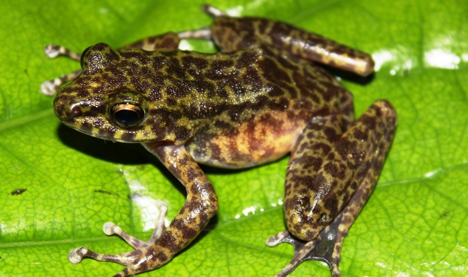 Odorrana lipuensis   Pham The Cuong