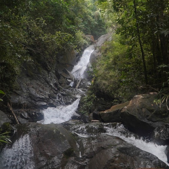 Habitat species O.tompotika 800px
