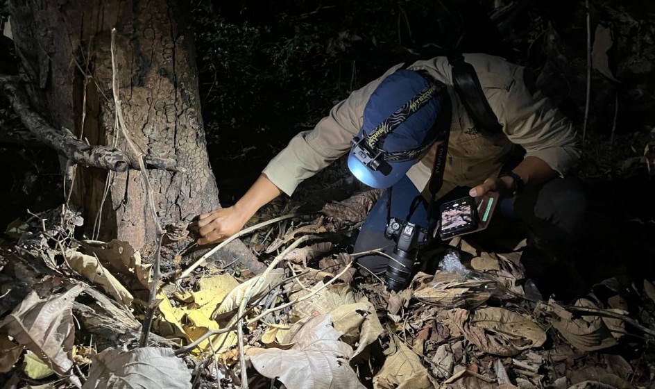 Teresterial herpetofauna sampling