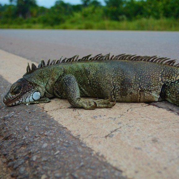 Iguana Iguana iguana 600px