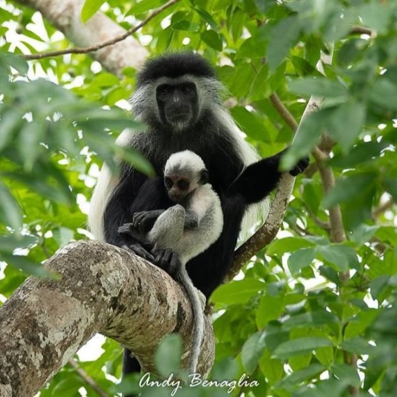 Colobus with While infant by Andy Benaglia
