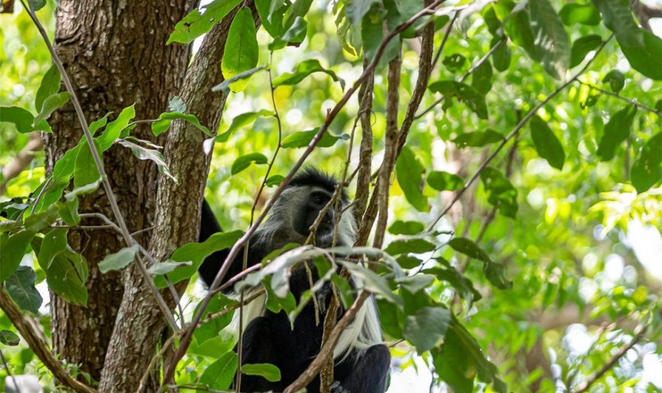Two Colobus in the trees during census 1024