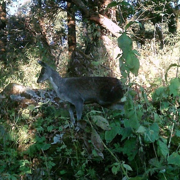 Musk Deer camera trapped photo 600px