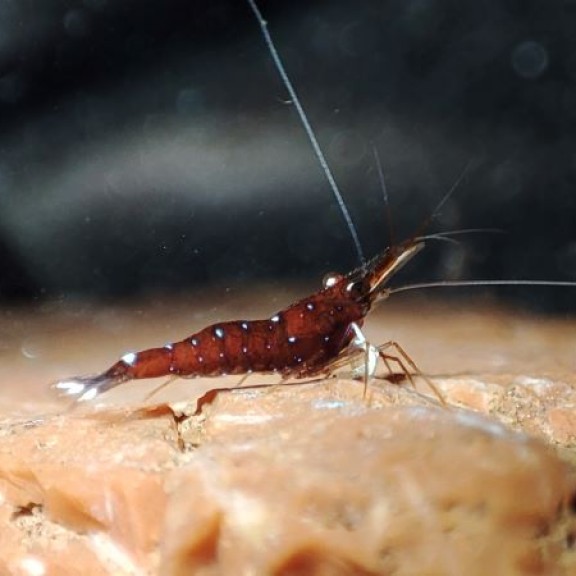 20.Caridina dennerliIqram 800px
