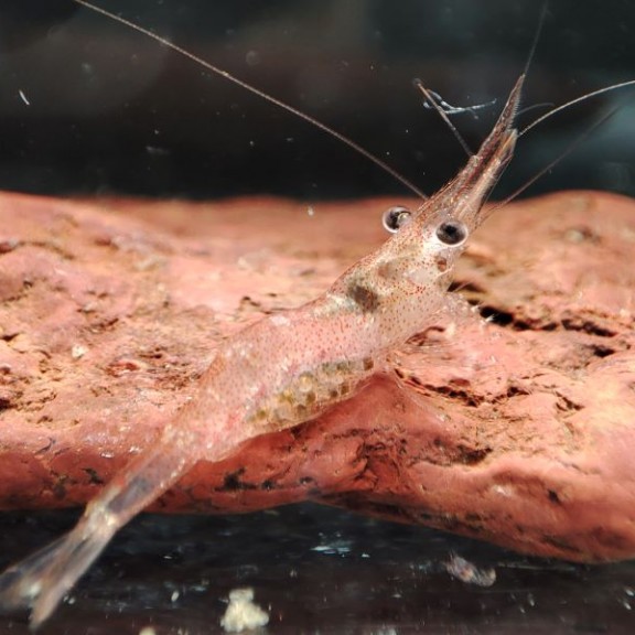 21.Caridina lanceolata critically endangered shrimp Lake MatanoIqram 800px
