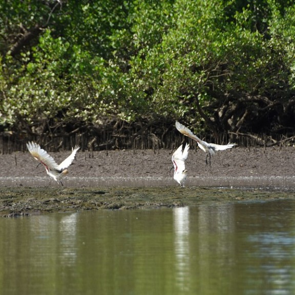 2024 41ff 2 Sacred ibis target species for conservationGuy Randriatahina 600px