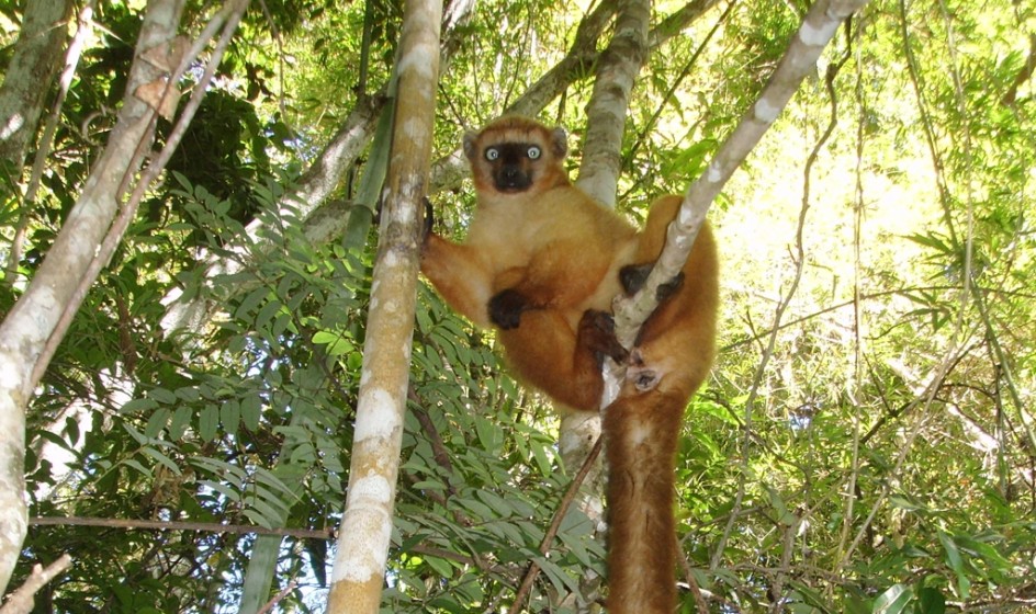 Blue eyed black lemur Guy Randriatahina 1024px