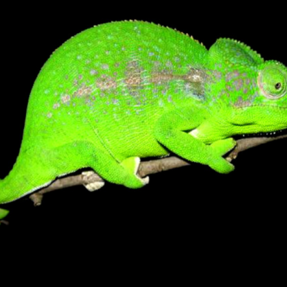 Furcifer belalandaensis femalecRaphali Andriantsimanarilafy Madagasikara Voakajy