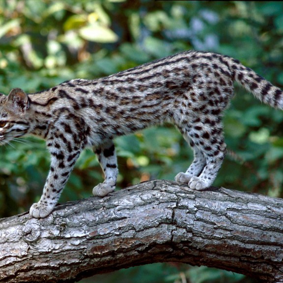 2025 86 1 Leopardus TigrinuscAlexander Sliwa