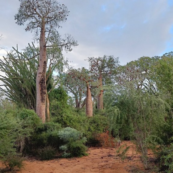 2025 88 Fonyala Spiny ForestcTobias Kohl