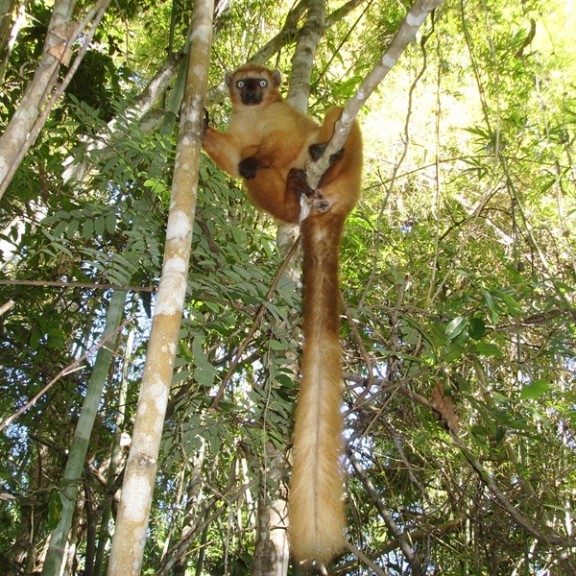 2024 41ff 1 Blue eyed black lemur female our target species for conservationGuy Randriatahina